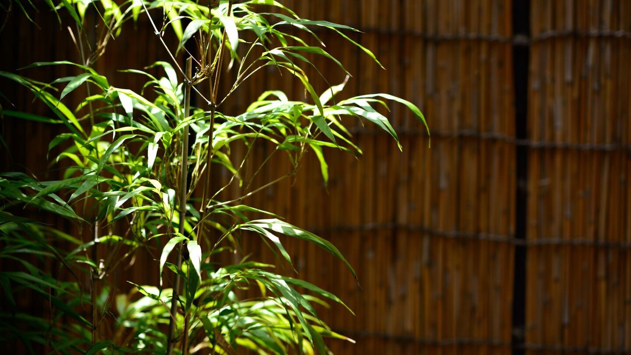 Photo of Others in Kamigyo