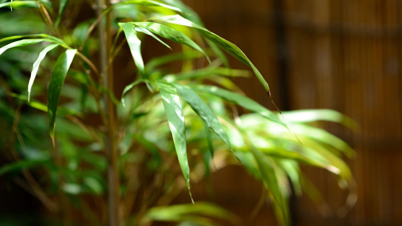 Photo of Others in Kamigyo