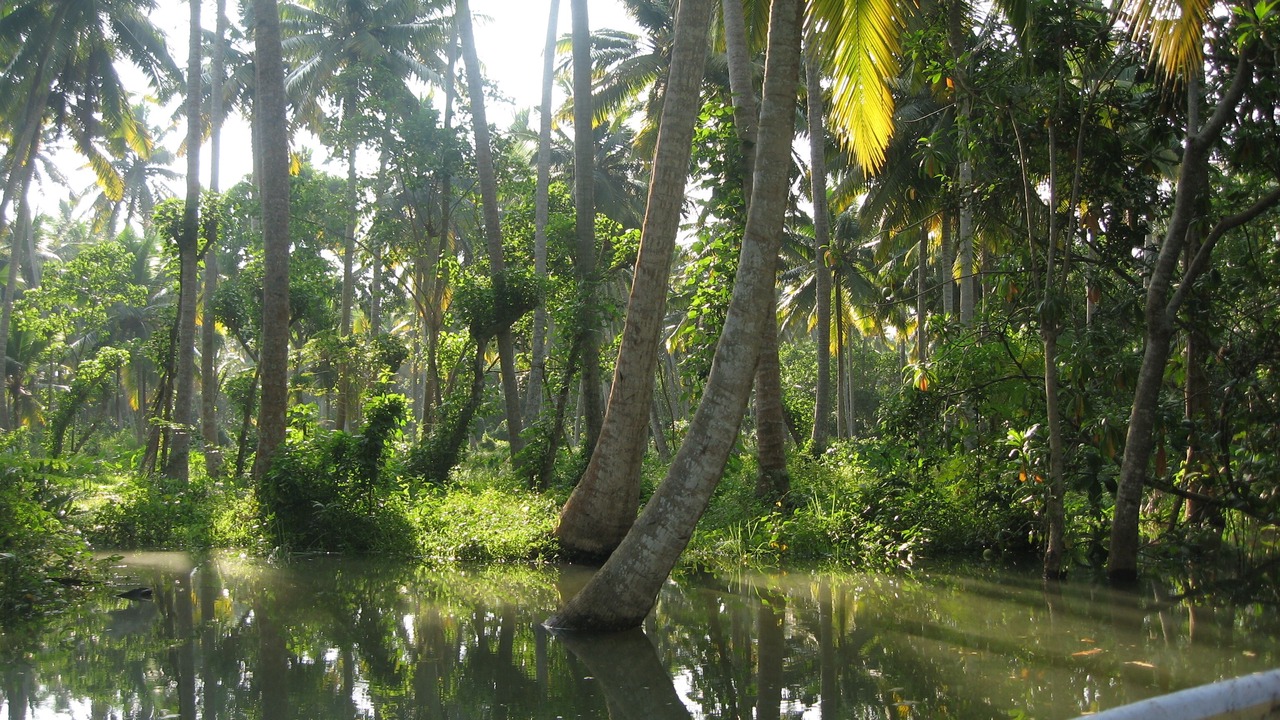Photo of Outdoor in Venganoor