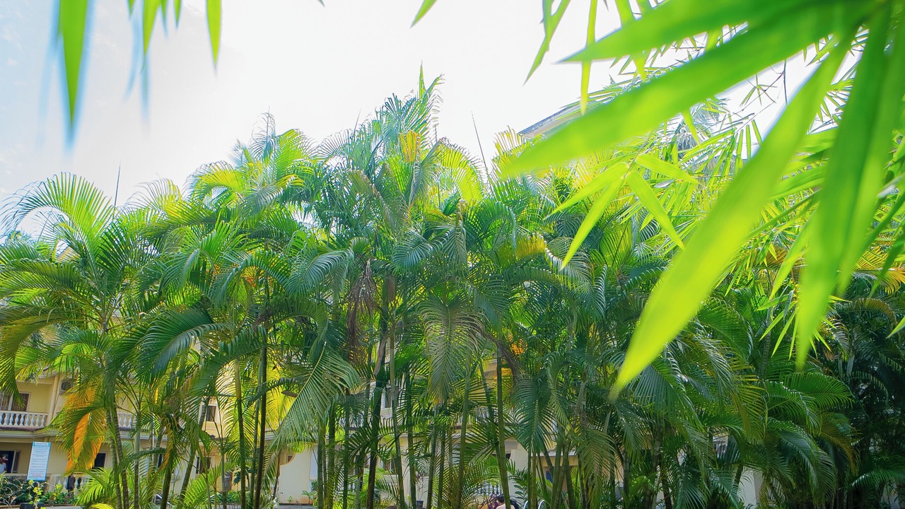 Photo of Outdoor in Varca