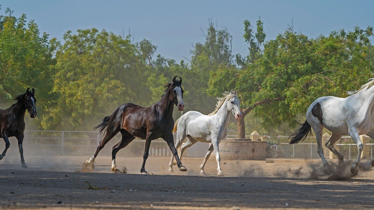 Photo of Others in Dasada