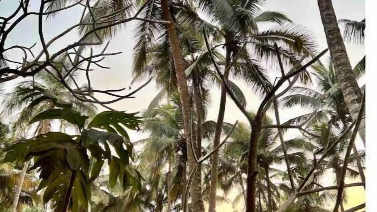 Photo of Outdoor in Anjuna