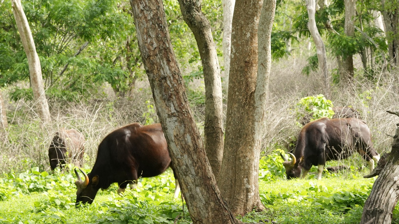 Photo of Outdoor in Masinagudi
