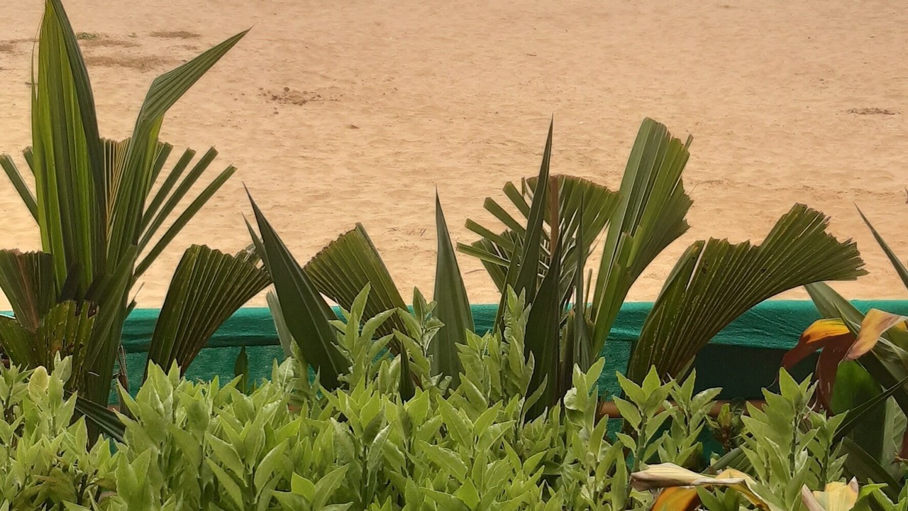 Photo of Others in Agonda