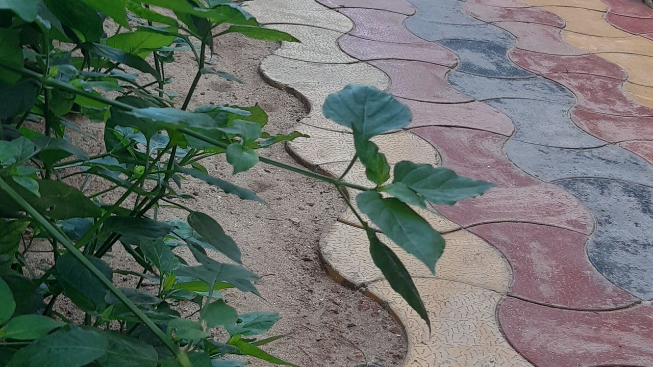 Photo of Others in Agonda