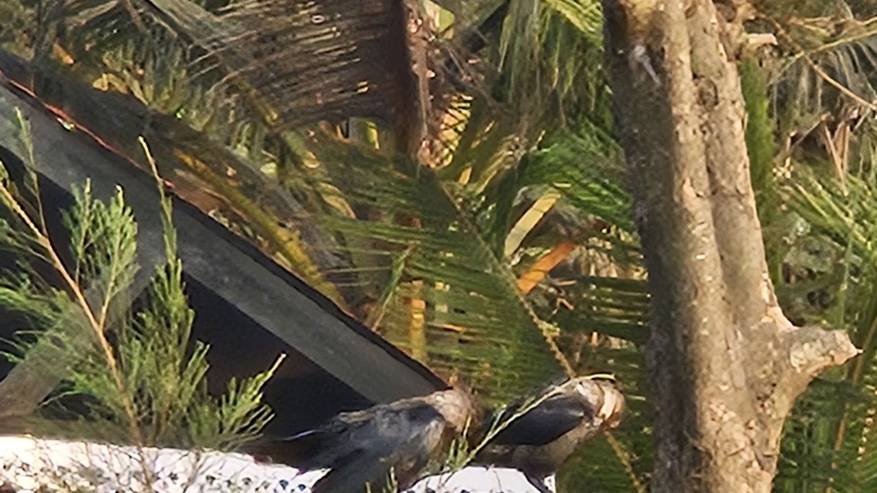 Photo of Others in Candolim