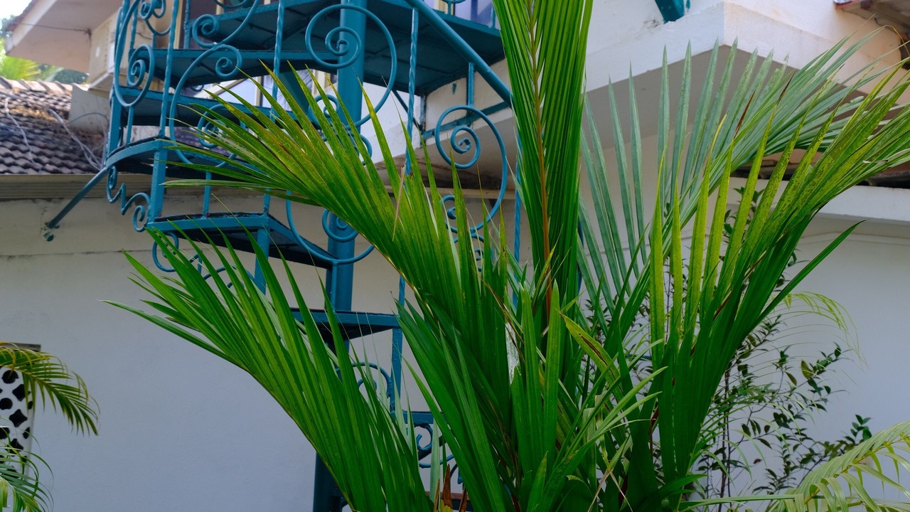 Photo of Outdoor in Vagator