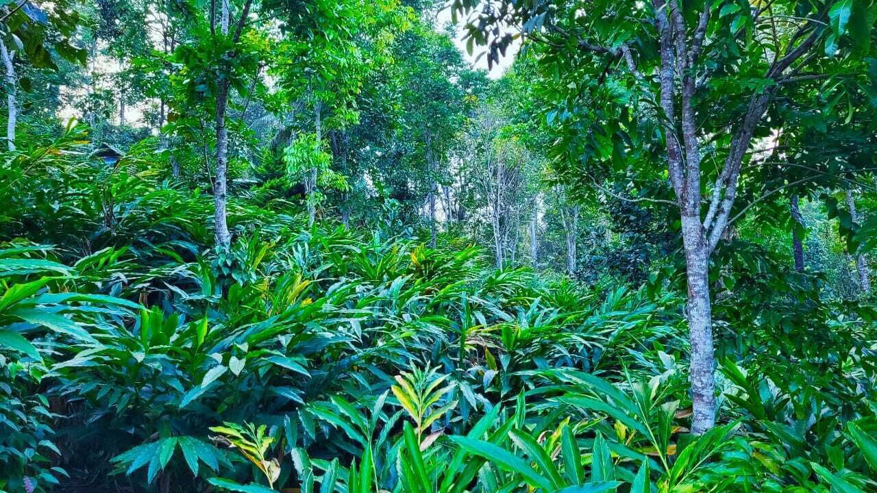 Photo of Outdoor in Devikolam