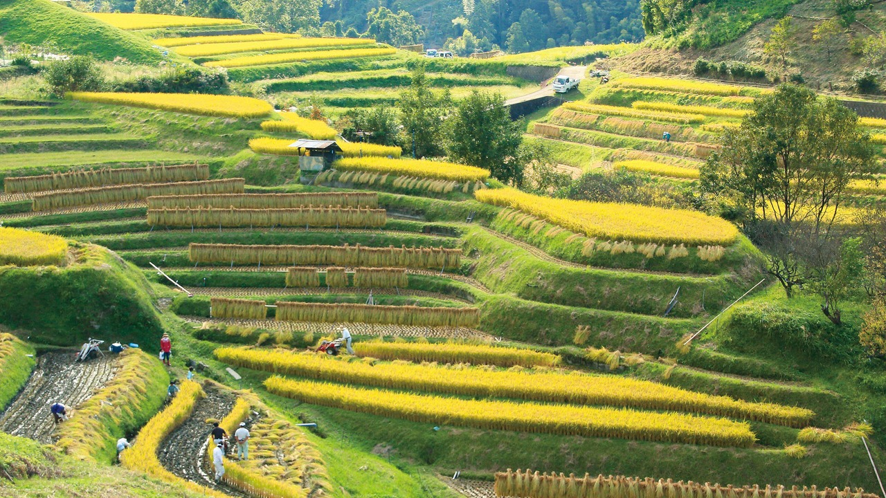 Photo of Outdoor in Minamikawachi District