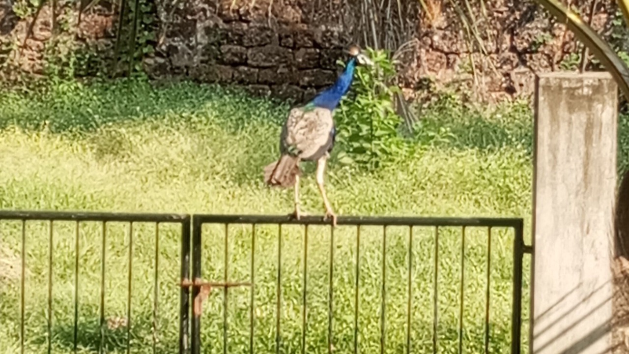 Photo of Outdoor in Arpora