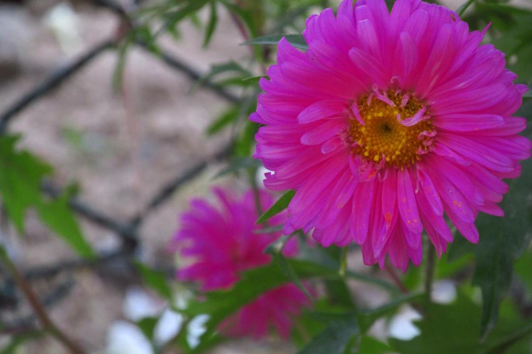 Photo of Outdoor in Bolpur