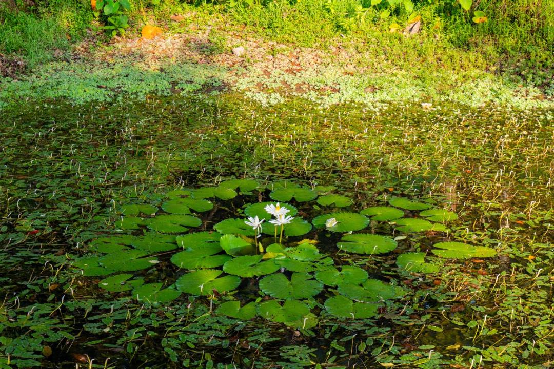 Photo of Others in Madikeri