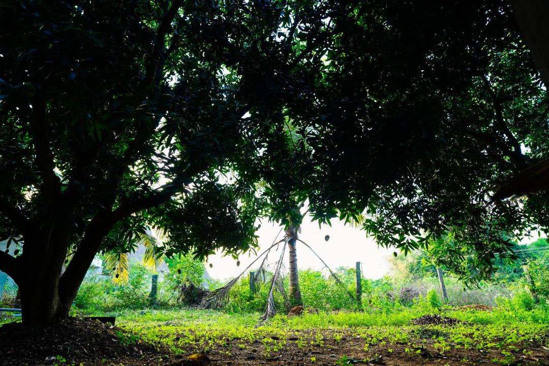 Photo of Others in Auroville