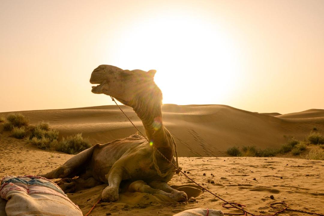 Photo of Human In Picture in Jaisalmer