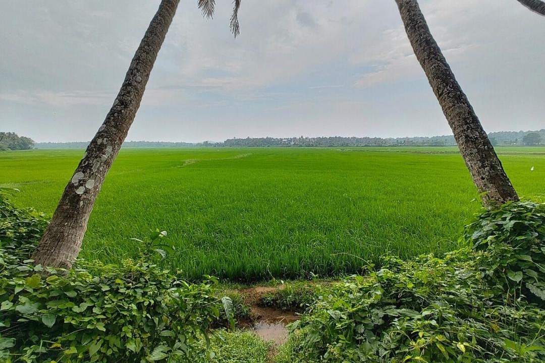 Photo of Others in Chittilapilly