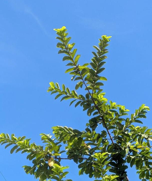Photo of Outdoor in Darbhanga