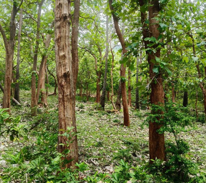 Photo of Outdoor in Courtallam