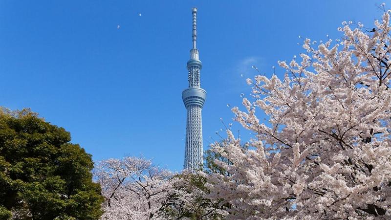 Photo of Others in Sumida