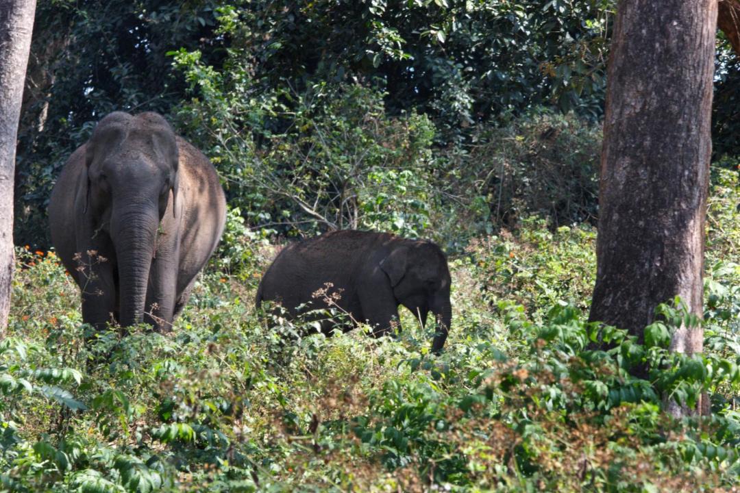 Photo of Others in Kattikkulam