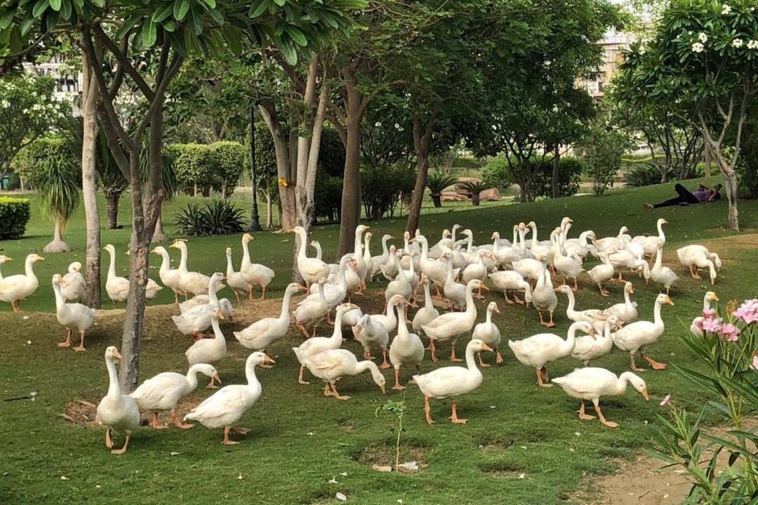 Photo of Others in Sikandarabad