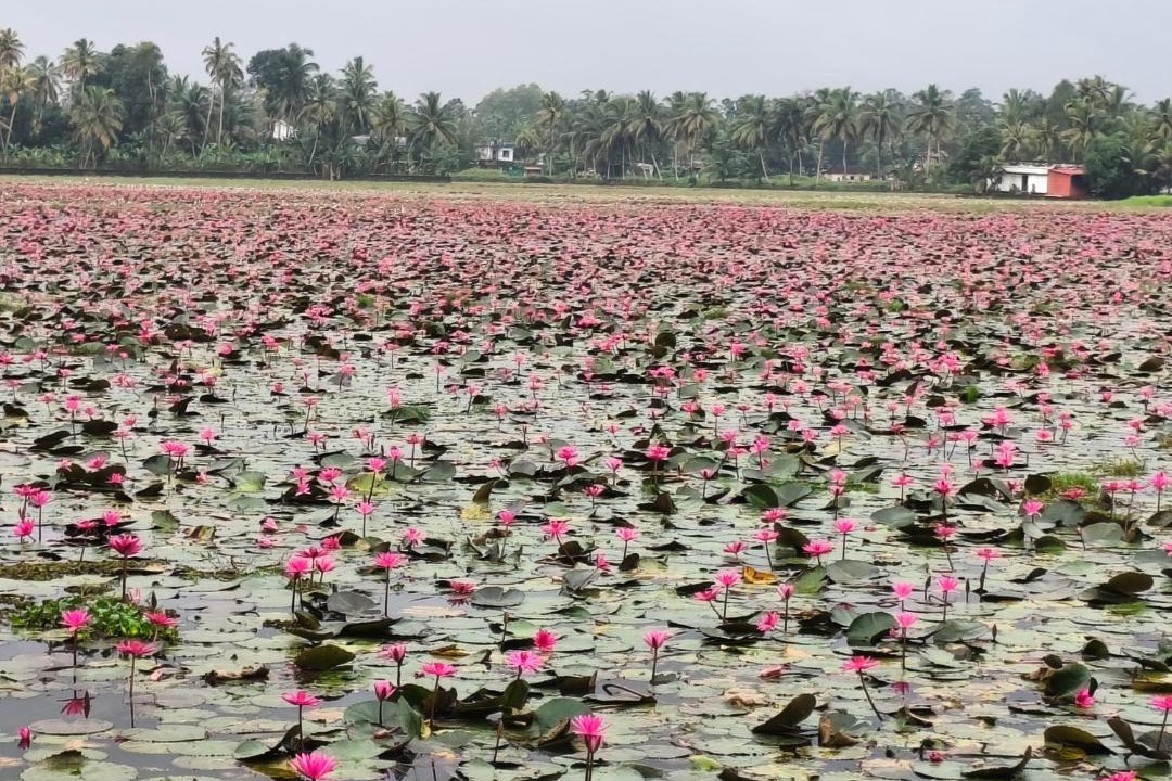 Photo of Others in Kumarakom