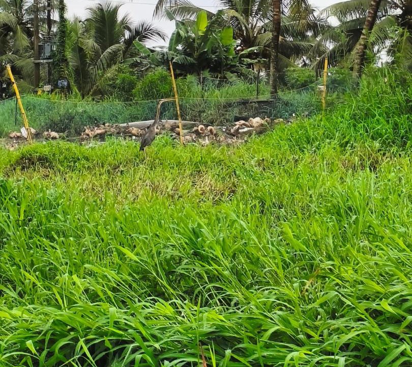 Photo of Others in Kumarakom