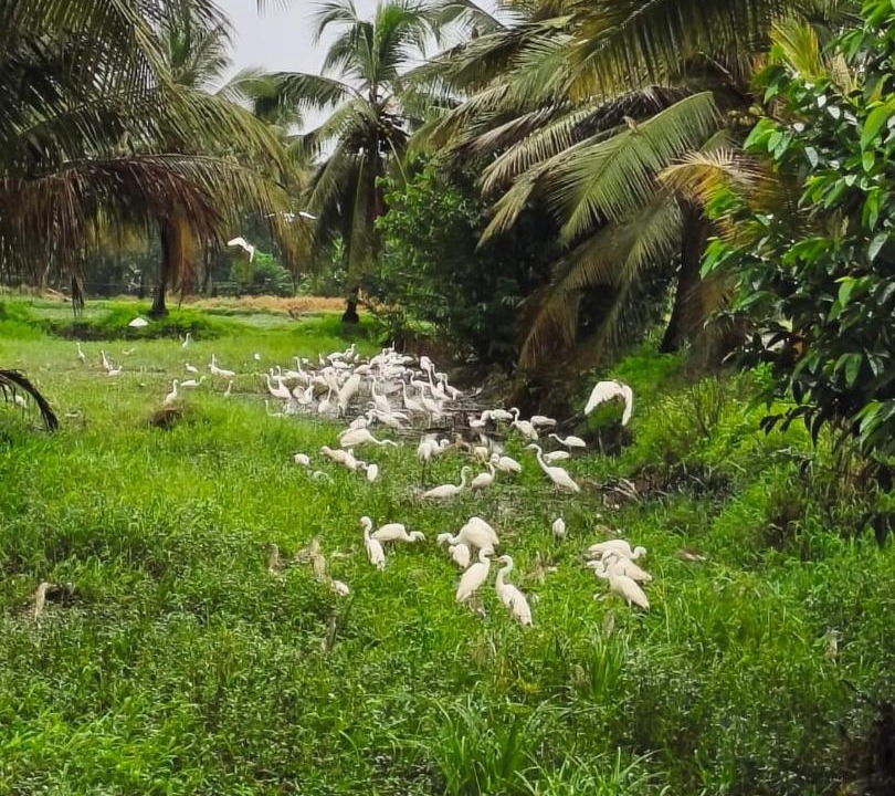 Photo of Others in Kumarakom