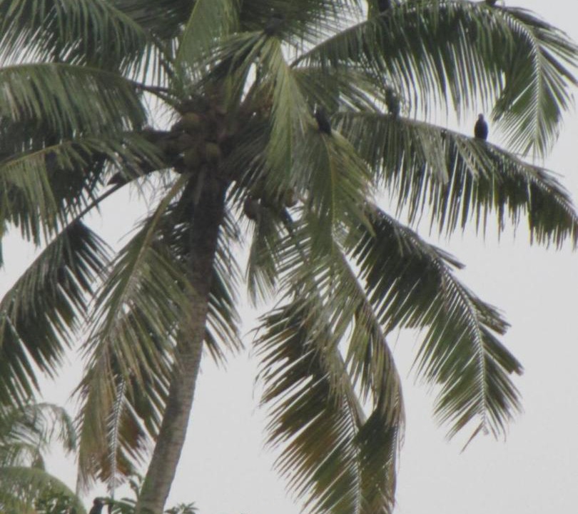 Photo of Others in Kumarakom
