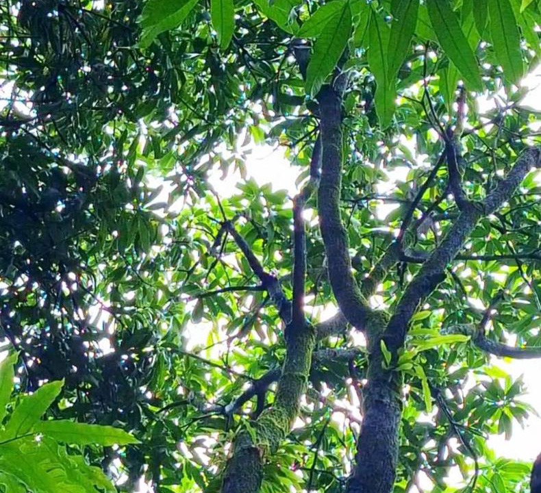 Photo of Others in Hireguthi