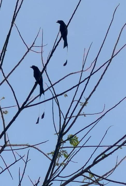 Photo of Others in Gudalur