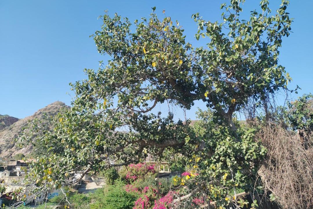 Photo of Outdoor in Samode