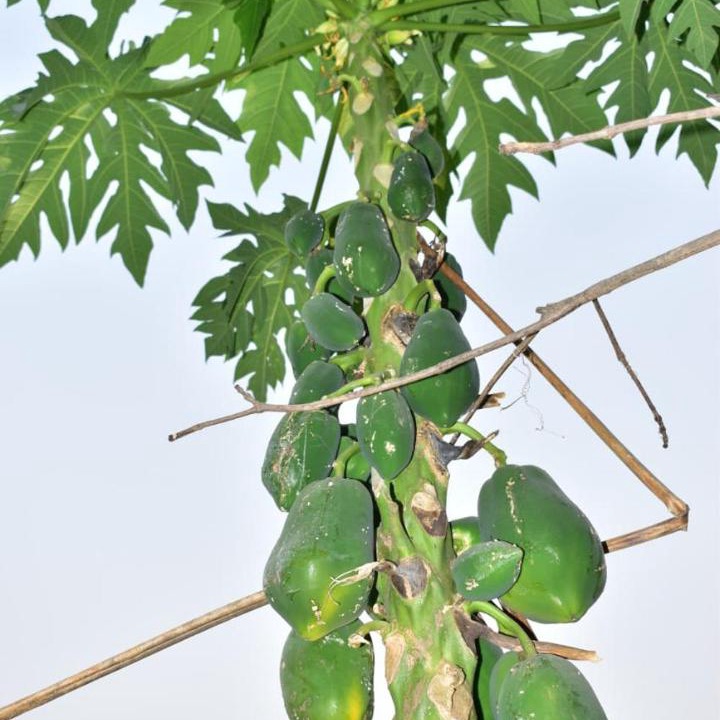 Photo of Others in Sirala
