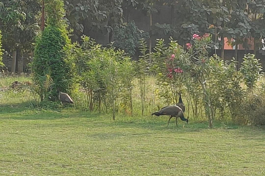 Photo of Others in Sarnath