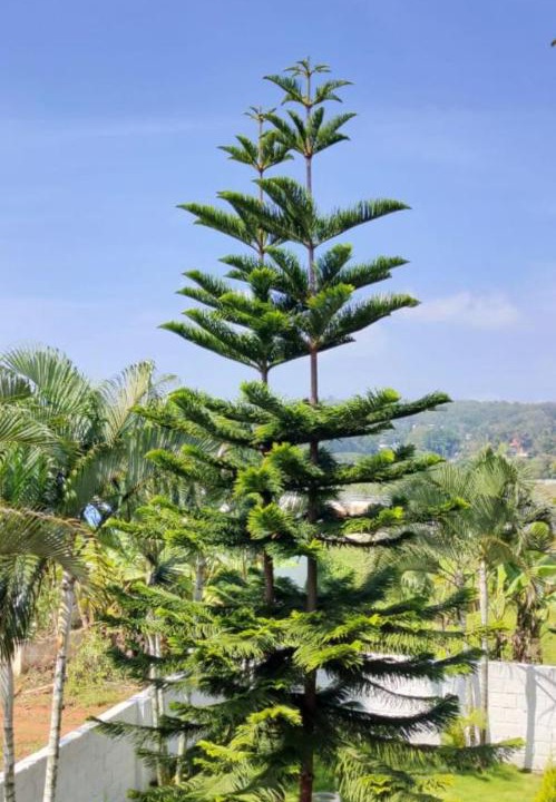 Photo of Others in Yelagiri