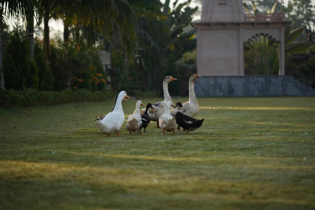 Photo of Others in Chittorgarh