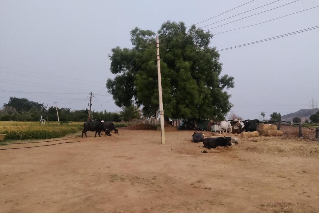 Photo of Others in Sirsilla