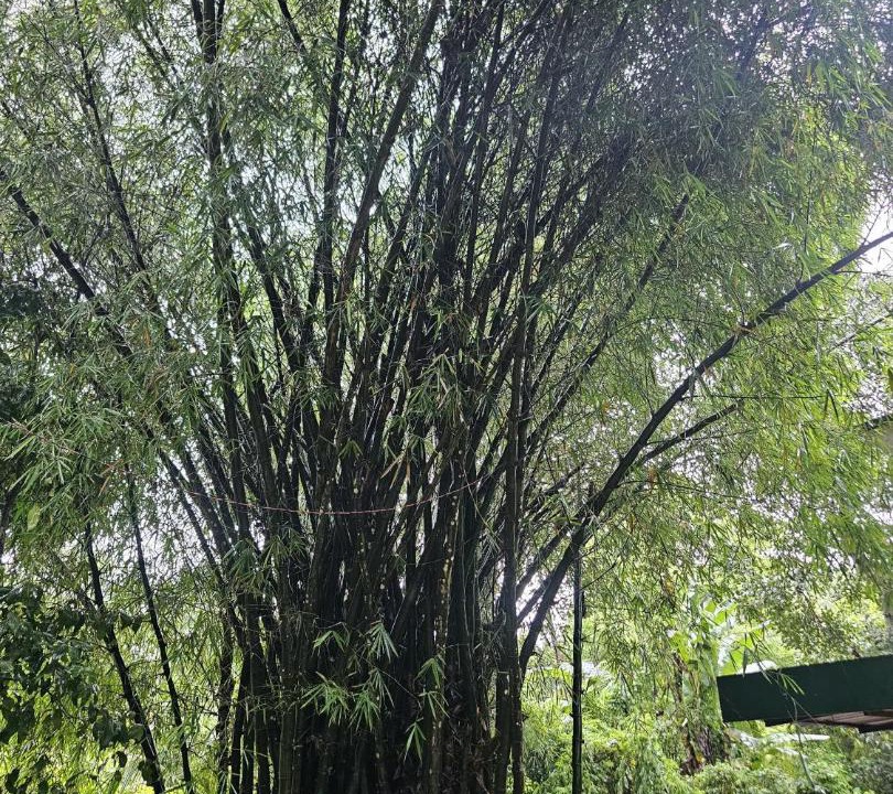 Photo of Outdoor in Kunnathidavaka