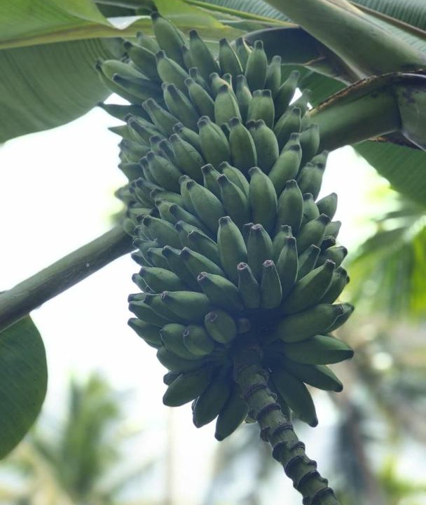 Photo of Outdoor in Talipparamba