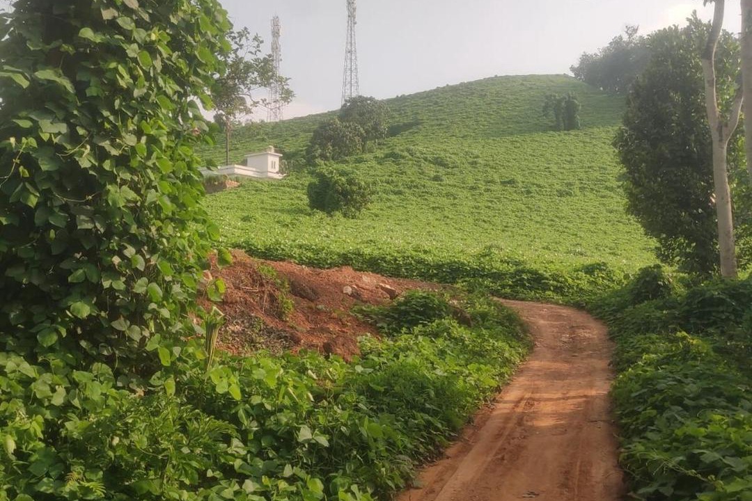 Photo of Others in Talipparamba