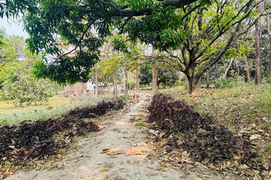 Photo of Outdoor in Maharajganj