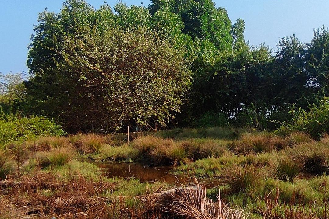 Photo of Outdoor in Munroe Island