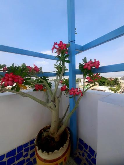 Photo of Patio Balcony in Lake Swaroop Sagar
