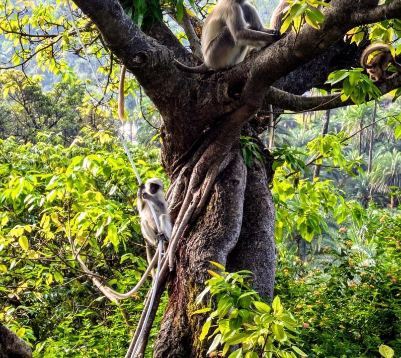 Photo of Others in Mount Abu