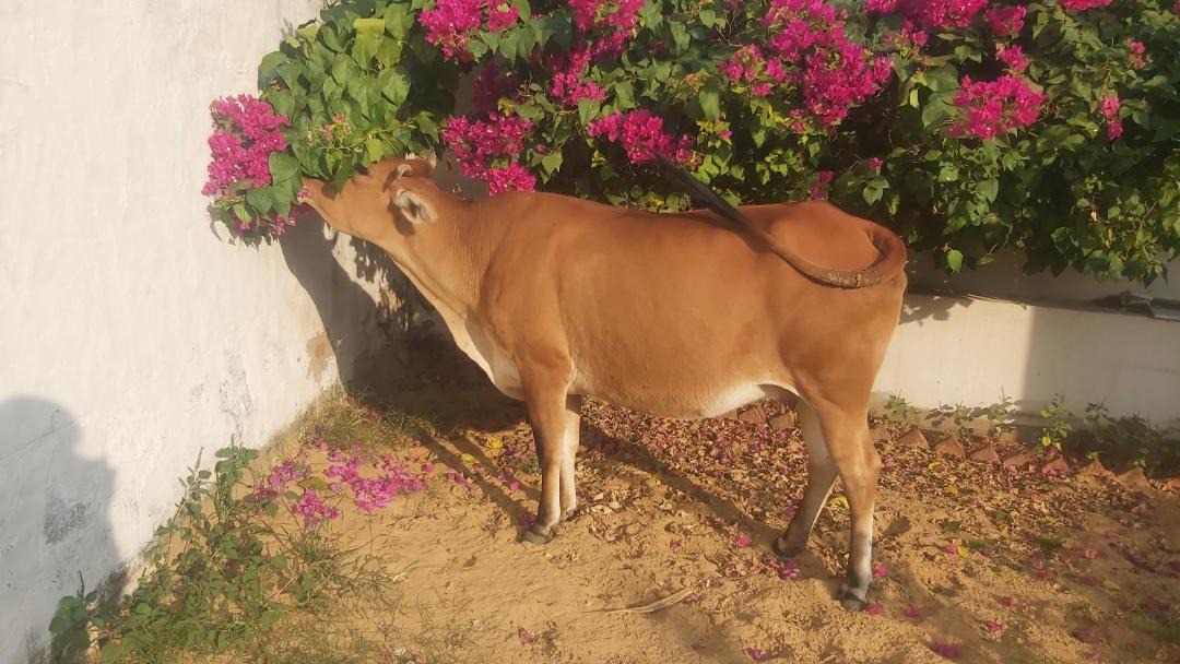 Photo of Others in Mandawa