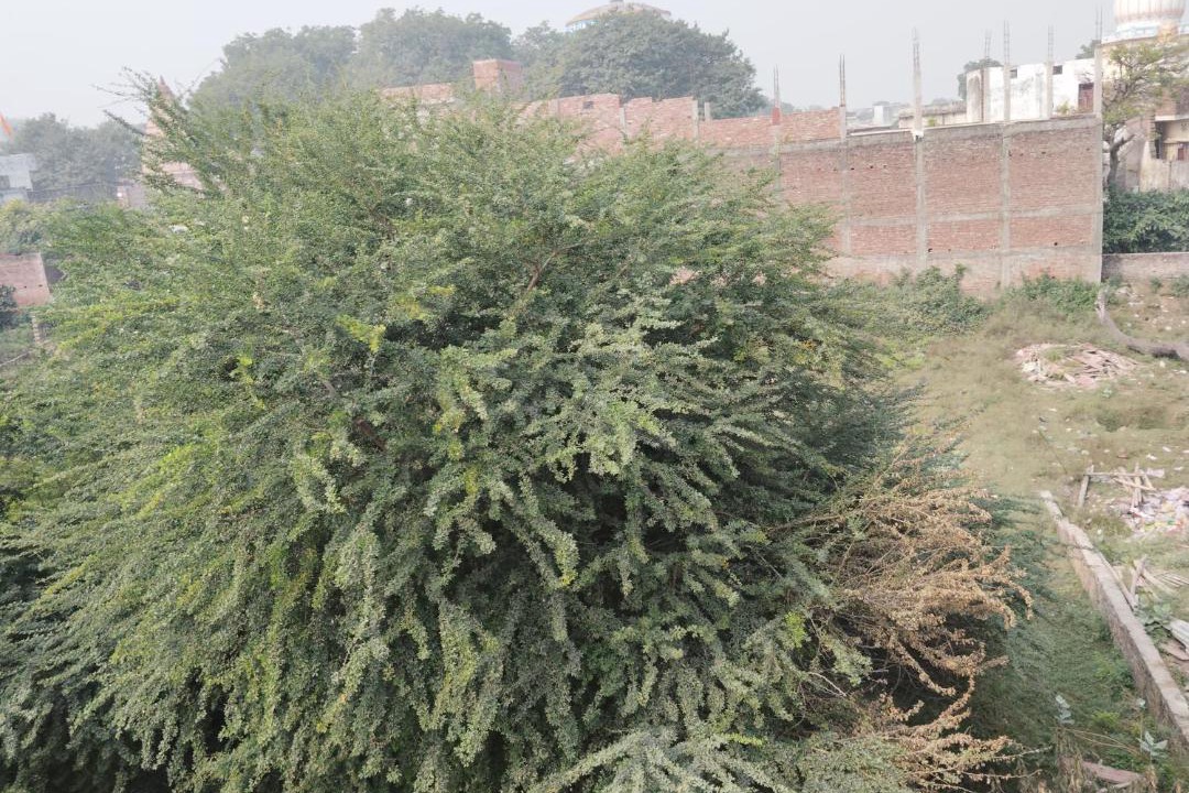 Photo of Others in Ayodhya