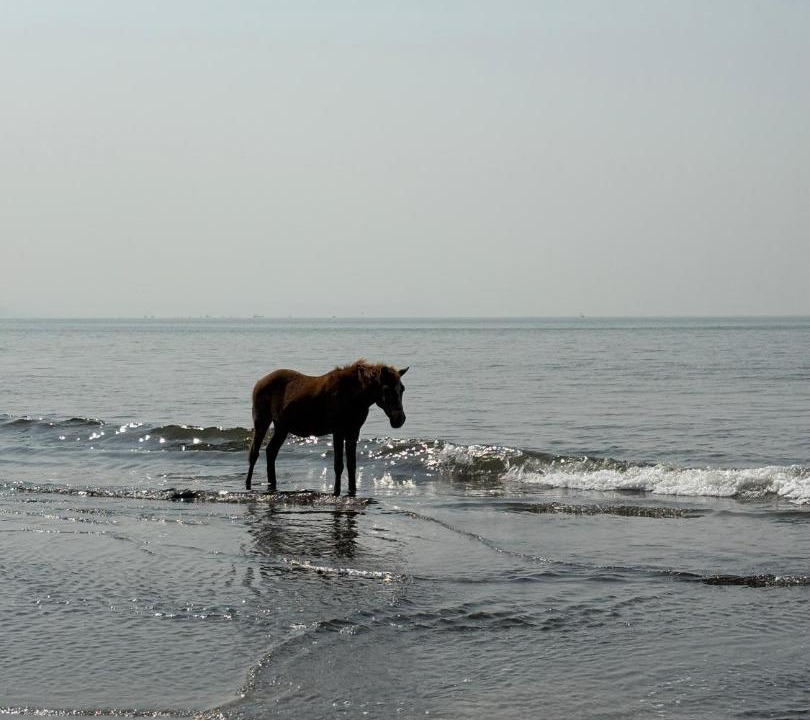 Photo of Human In Picture in Harnai