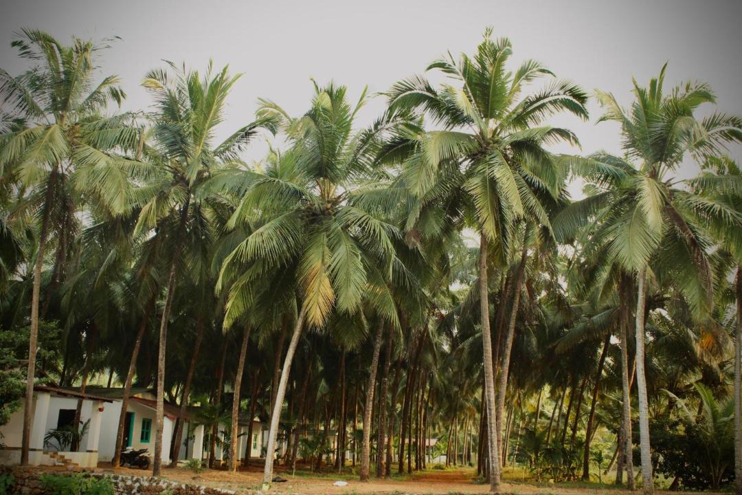 Photo of Others in Patnem