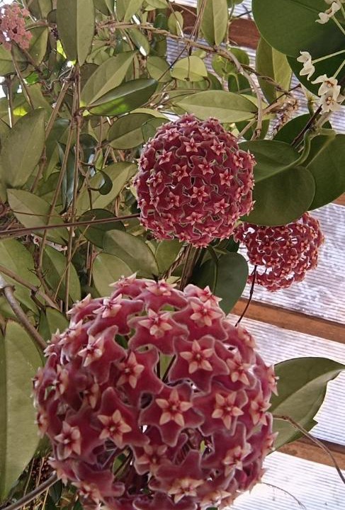 Photo of Others in Devikolam