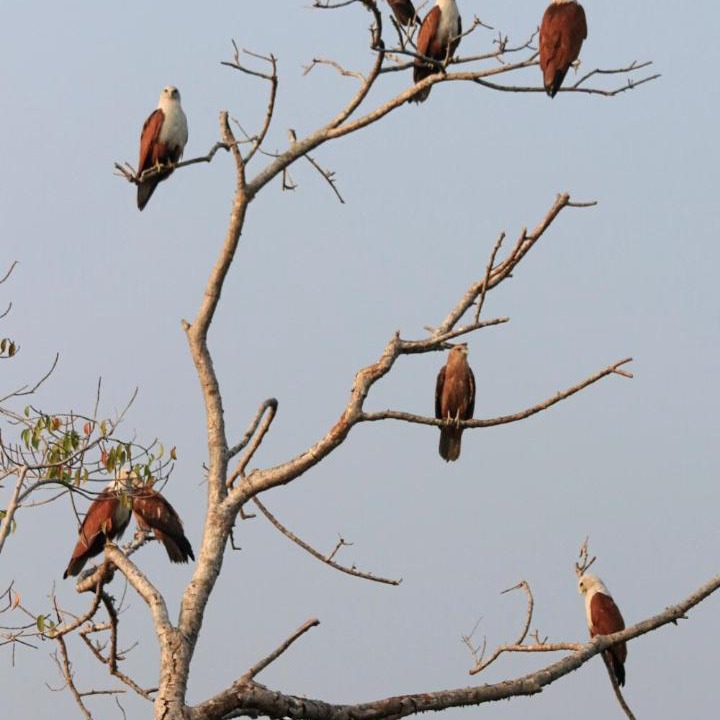 Photo of Others in Munroe Island