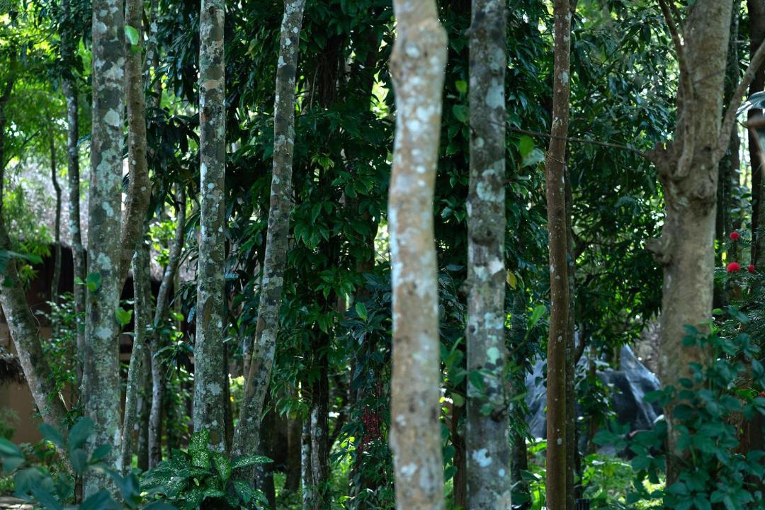 Photo of Others in Kattikkulam